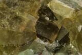 Yellow-Green, Cubic Fluorite Crystal Cluster - Morocco #164552-2